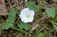 Convolvulus arvensis