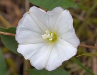 Convolvulus arvensis