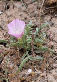 Convolvulus lineatus