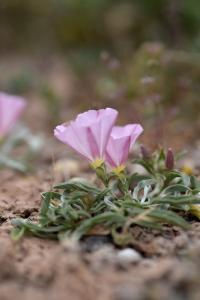 Convolvulus lineatus