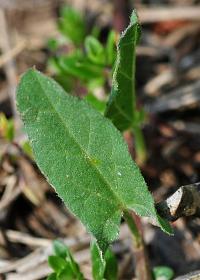 Convolvulus arvensis