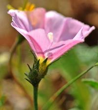 Convolvulus cantabrica