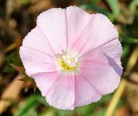 Convolvulus cantabrica