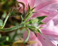 Convolvulus cantabrica