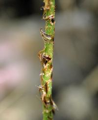 Dryopteris dilatata