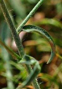 Convolvulus cantabrica