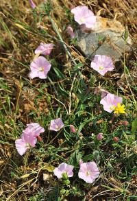 Convolvulus cantabrica