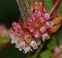 Cuscuta europaea