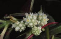 Cuscuta europaea