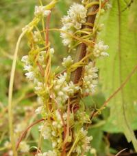 Cuscuta europaea