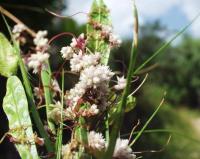 Cuscuta epithymum (C.gr. epithymum)