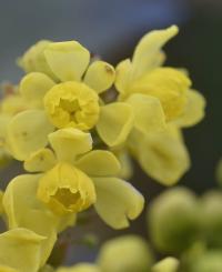 Mahonia aquifolium