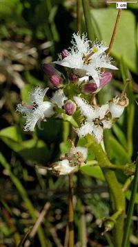 Menyanthes trifoliata