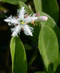 Menyanthes trifoliata