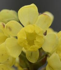 Mahonia aquifolium