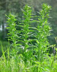 Lithospermum officinale