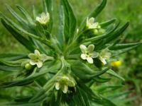 Lithospermum officinale