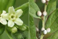 Lithospermum officinale