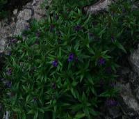 Lithospermum gastonii