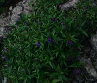 Lithospermum gastonii