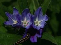 Lithospermum gastonii