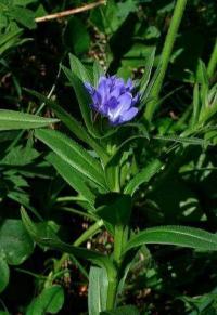 Lithospermum gastonii