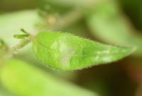 Lithospermum purpurocaeruleum