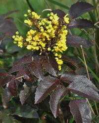 Mahonia aquifolium