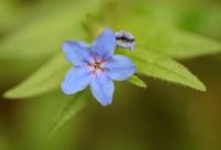 Lithospermum purpurocaeruleum