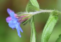 Lithospermum purpurocaeruleum