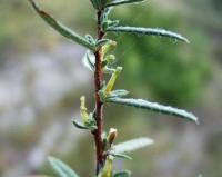Lithodora fruticosa
