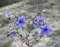 Lithodora fruticosa