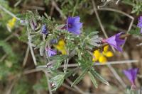 Lithodora fruticosa