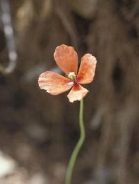 Papaver argemone subsp. argemone