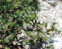 Lithodora fruticosa