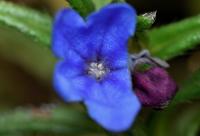 Lithodora diffusa