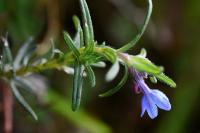 Lithodora diffusa