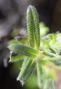 Lithodora diffusa