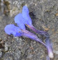 Lithodora diffusa