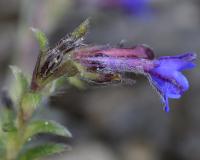 Lithodora diffusa