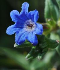 Lithodora prostrata subsp. prostrata