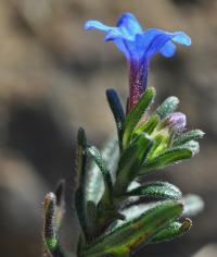 Lithodora prostrata subsp. prostrata