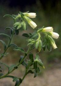 Ononis viscosa subsp. breviflora 