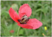 Papaver argemone subsp. argemone