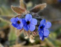 Alkanna tinctoria subsp. tinctoria