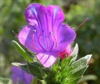 Echium plantagineum