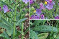 Echium plantagineum