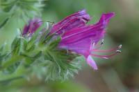 Echium plantagineum