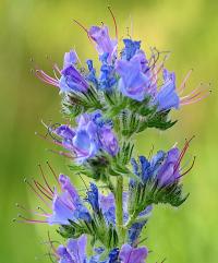 Echium vulgare