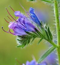 Echium vulgare